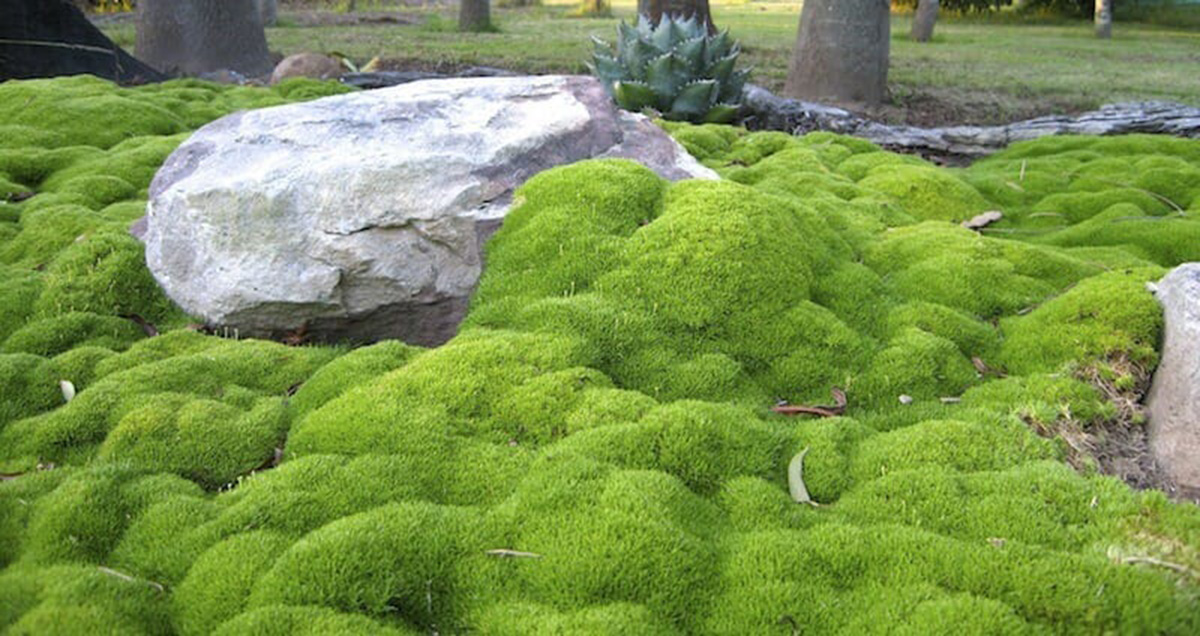 A landscape of lush, green moss with a large grey rock in the center and various plants for incredible fragrance in the background. Scleranthus biflorus lime lava