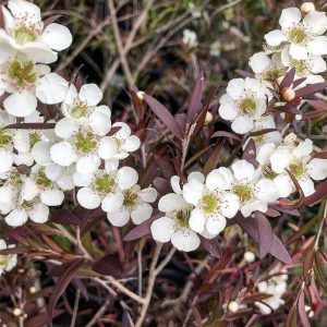 White flowers with green centers, known to be among the best plants for incredible fragrance, are surrounded by dark purple leaves in a garden setting. Leptospermum Copper Glow Tea Tree flowering