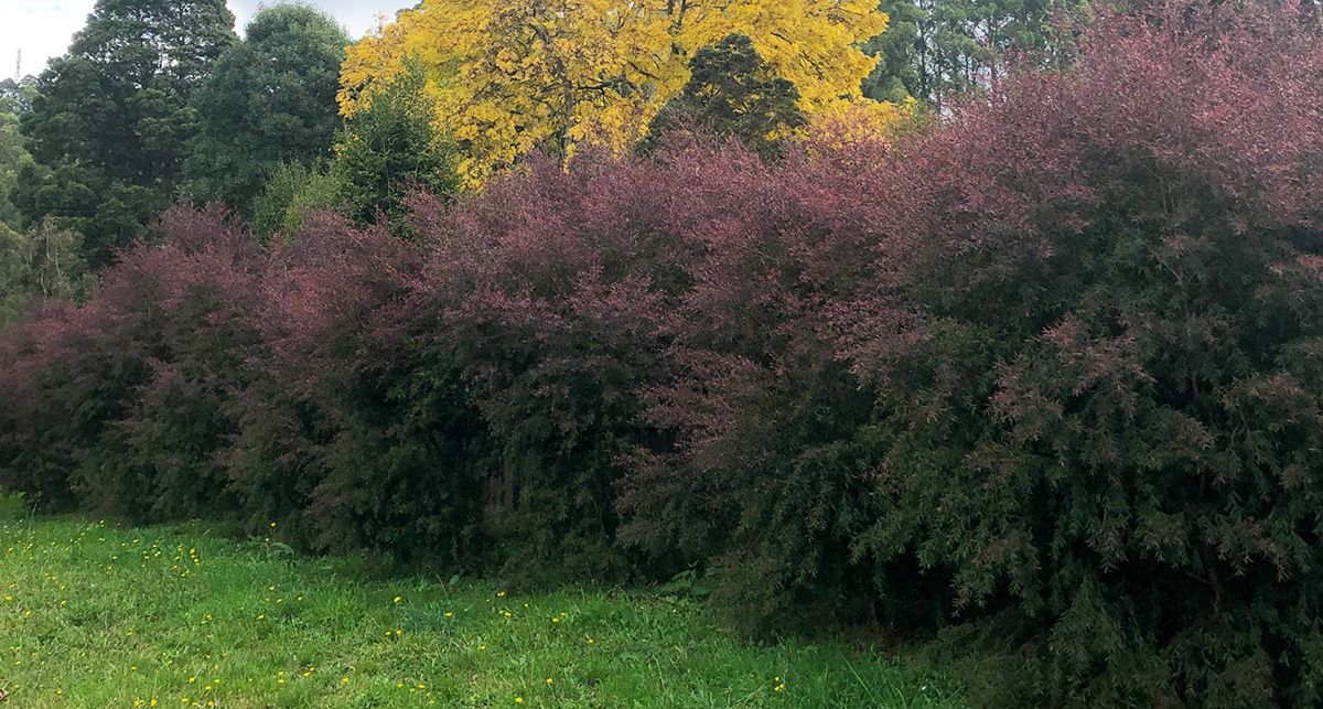 A line of tall, dense shrubs with purple foliage in front of green and yellow trees, set against a grassy foreground with small yellow flowers, creates an enchanting scene. These are the perfect plants for incredible fragrance that will enhance your garden’s sensory experience.