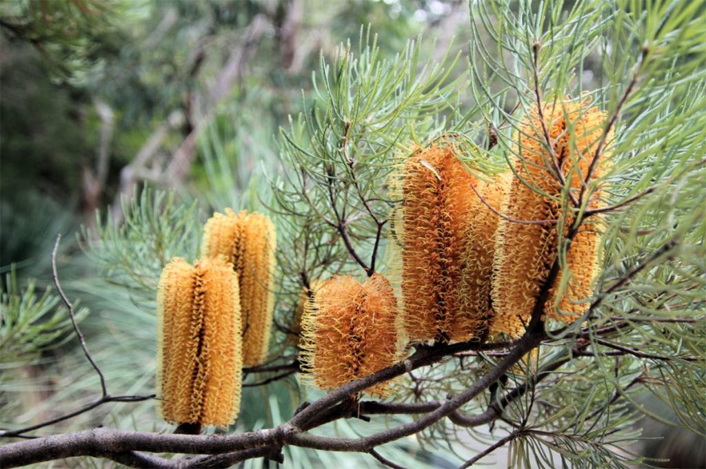 Banksia cones with orange-brown, cylindrical flowers and needle-like leaves on a branch are among the plants for incredible fragrance.