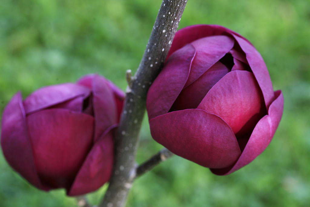 Two purple magnolia buds on a branch, set against a blurred green background, showcase the allure of plants known for incredible fragrance.