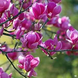 Close-up of pink magnolia flowers blooming on slender branches against a blurred green background, these plants for incredible fragrance add a touch of elegance and aroma to any garden.