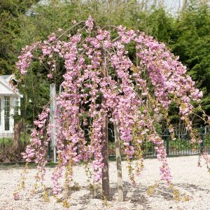 A small tree with cascading branches adorned with the best magnolias for early spring stands in a gravel area with greenery and a white structure in the background.