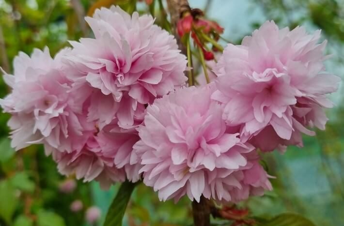 Close-up of a cluster of pink double-flowered cherry blossoms on a branch, with green foliage in the background, reminiscent of the best magnolias for early spring.