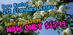 Promotional image of white roses on a trellis advertising "Bare Rooted 2ft Standard Roses" for $15.99, reduced from $39.99.