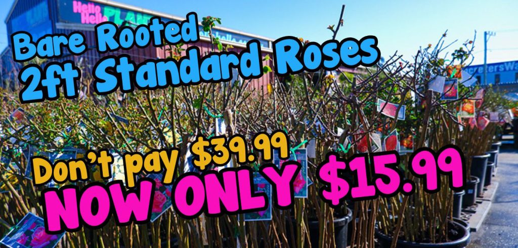 Display of 2ft standard bare rooted roses for sale at $15.99, previously priced at $39.99.