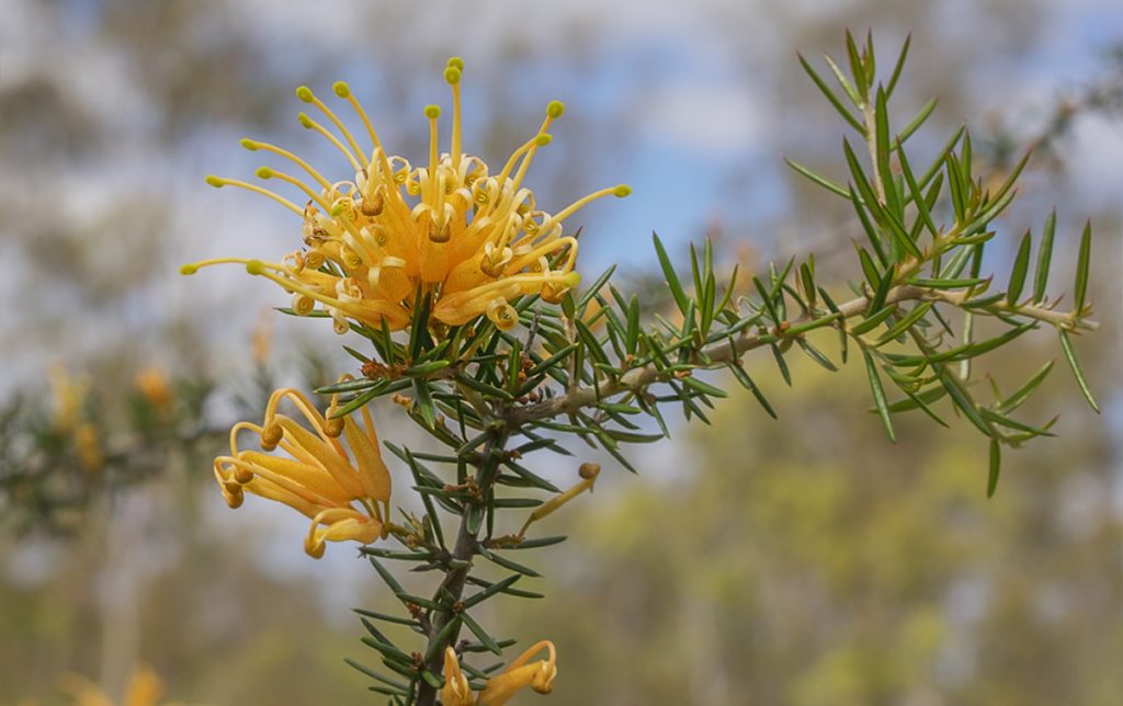 Close-up of a yellow flowering Grevillea plant with spiky green leaves, set against a blurred background of foliage and sky. Grevillea, one of the plants for incredible fragrance, adds an aromatic touch to any garden scene. Grevillea Sunkissed