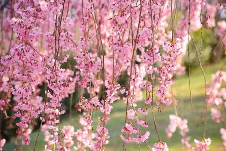 Close-up of pink cherry blossoms hanging from branches against a blurred greenery background, reminiscent of the best magnolias for early spring.