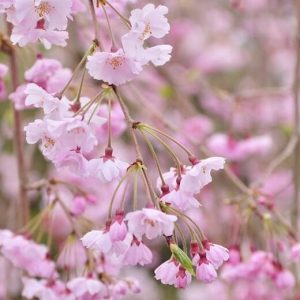 Close-up of pink cherry blossom flowers hanging from tree branches. The flowers are in full bloom against a blurred background of more blossoms, reminiscent of the best magnolias for early spring.