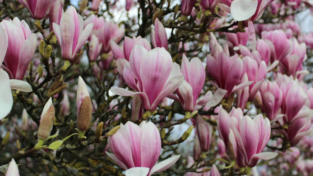 Close-up of a blooming magnolia tree with numerous pink and white flowers among budding branches, one of the top plants for incredible fragrance. Magnolia Soulangeana