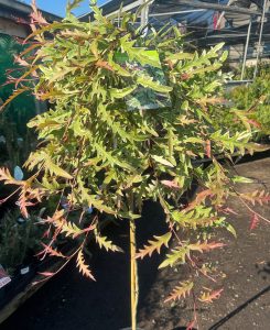 A potted plant with long, serrated green leaves tinged with red, promising to be among the plants for incredible fragrance, displayed in a garden center. Grevillea hybrida Sunkissed Standard