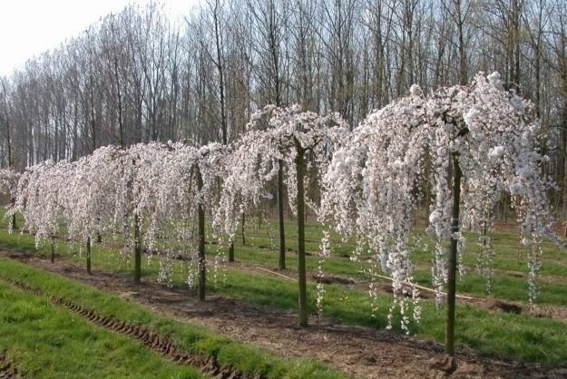 Rows of weeping cherry blossom trees in full bloom with a backdrop of leafless trees and a grassy field, reminiscent of the best magnolias for early spring.