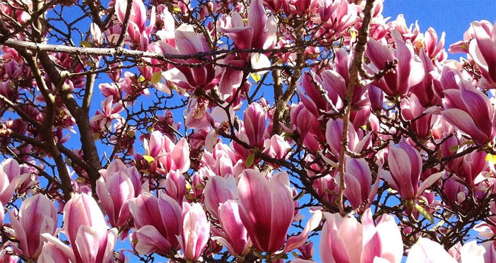 A tree covered in vibrant pink and white magnolia blossoms, known for being amongst the plants for incredible fragrance, is set against a clear blue sky. Magnolia Burgundy Glow