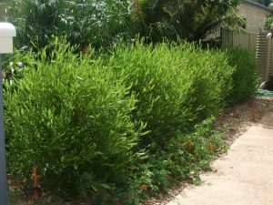 A row of green bushes lines the edge of a pathway, accompanied by additional greenery and plants for incredible fragrance in the background. Green Dodonaea Hedge