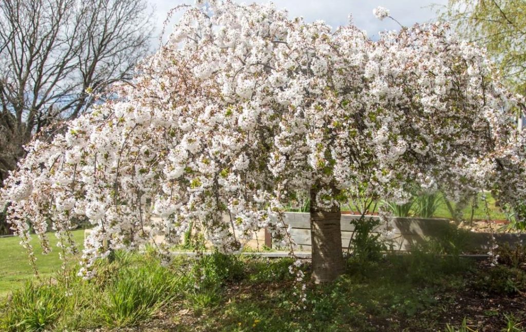 A small tree with cascading branches covered in white blossoms, set in a garden with a bench and surrounding greenery, showcasing some of the best magnolias for early spring.