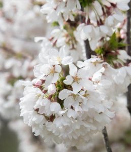 Close-up of a cluster of white cherry blossoms on a branch. The "Hello Hello Plants" logo is in the top left corner, showcasing our collection alongside the best magnolias for early spring.