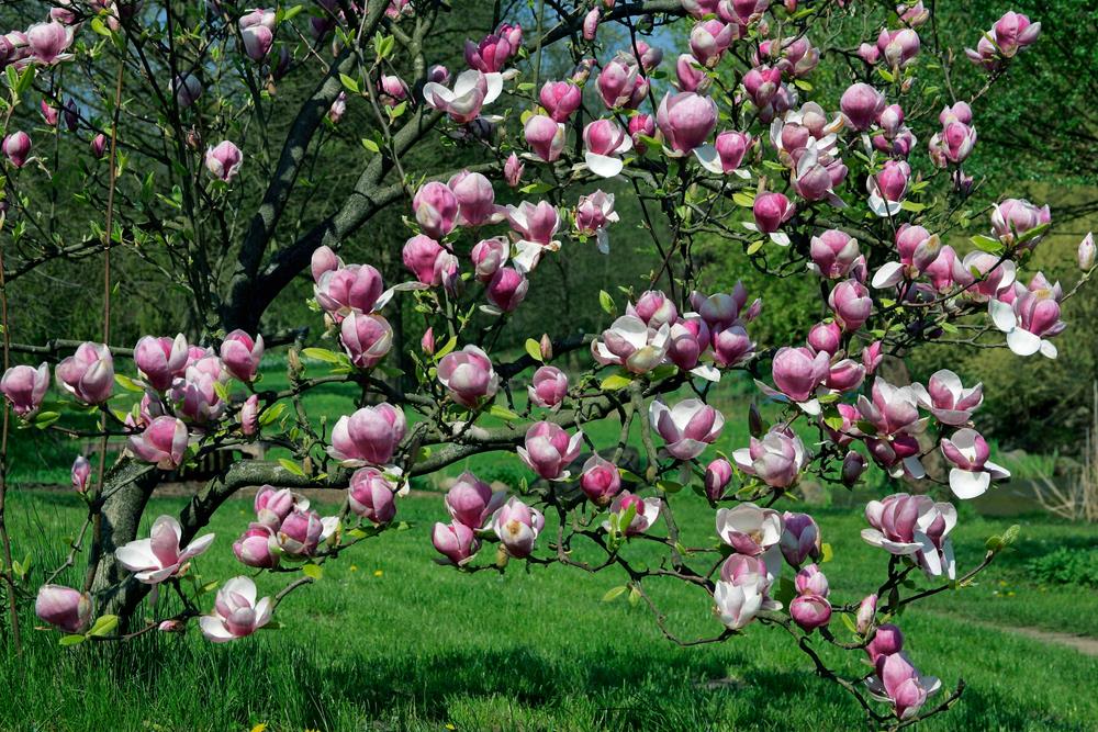 A tree with numerous pink and white magnolia blossoms stands against a backdrop of green grass and other trees on a sunny day, showcasing one of the finest plants for incredible fragrance.