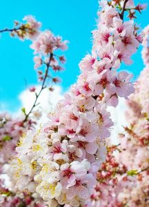 A close-up of a cherry blossom branch adorned with pink and white flowers against a bright blue sky, reminiscent of the best magnolias for early spring.