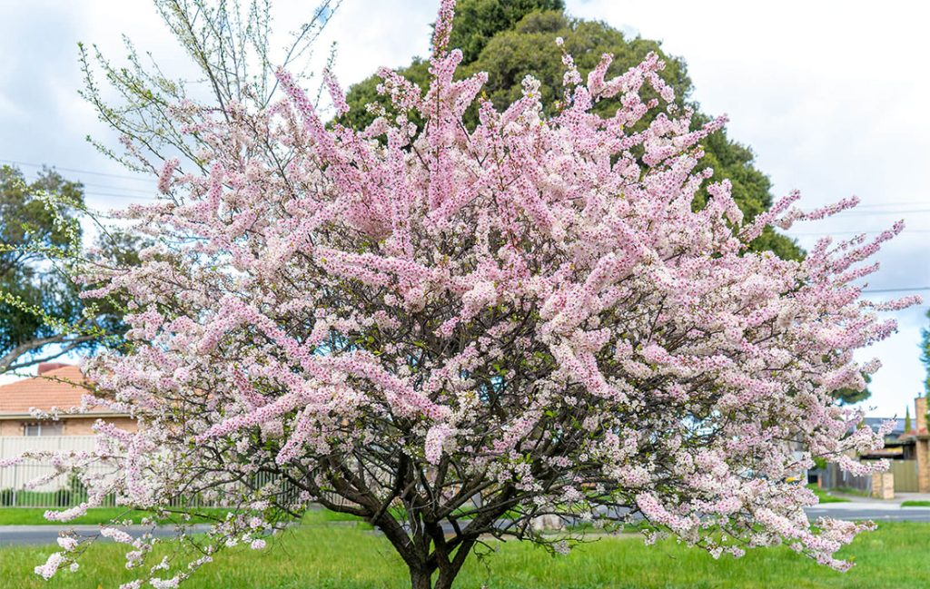 A small tree with numerous blooming pink flowers, reminiscent of the best magnolias for early spring, stands in a grassy area near residential houses.