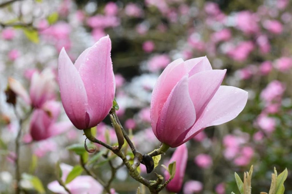 Close-up of two pink magnolia flowers with a blurred background of more magnolia blossoms. The petals glisten with droplets of water, showcasing the extraordinary beauty of plants for incredible fragrance.