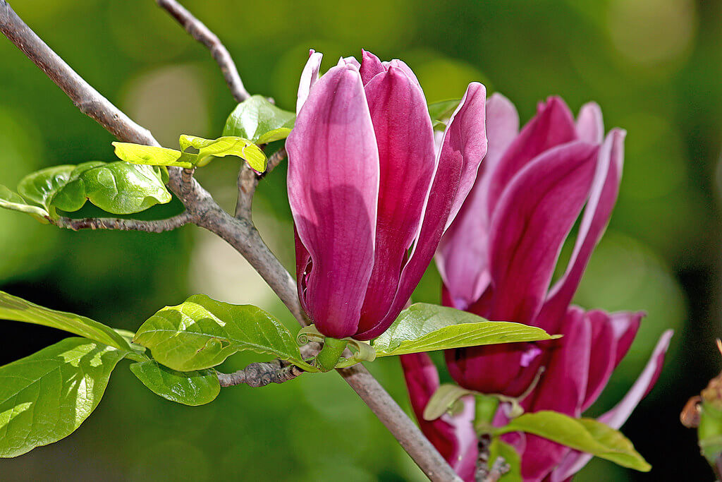 Close-up of vibrant purple magnolia buds and green leaves on a branch against a blurred green background, showcasing plants for incredible fragrance. Magnolia Nigra