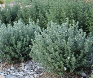 A garden bed with several green, bushy plants for incredible fragrance, surrounded by gray mulch. Westringa