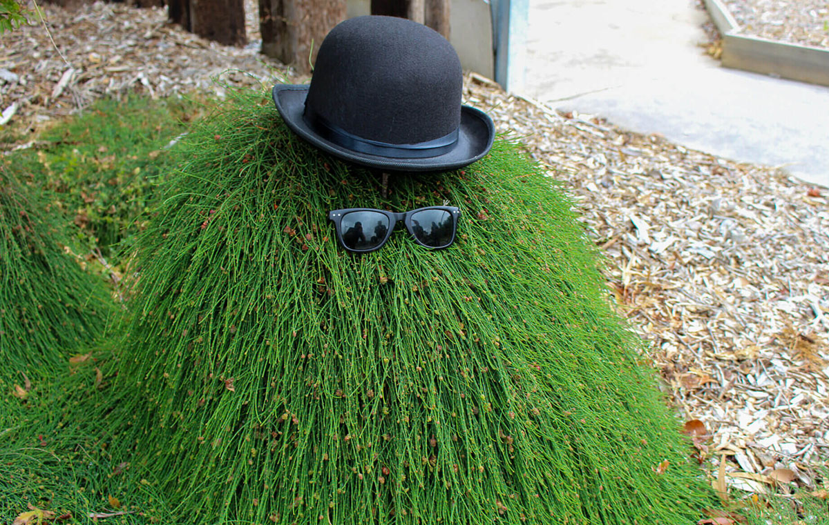 A bush, seemingly a jokester among its peers, is humorously decorated with a black hat and black sunglasses. Who knew even plants for incredible fragrance had a sense of style? Cousin It Sunglasses