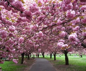 A path in a park is lined with blooming cherry blossom trees, their branches arching over to create a pink canopy, reminiscent of the best magnolias for early spring.