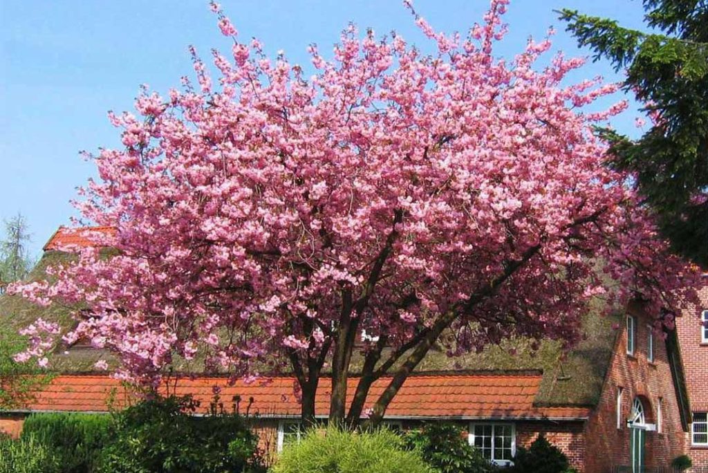 A large tree with abundant pink blossoms, reminiscent of the best magnolias for early spring, stands in front of a brick house with a red-tiled roof, surrounded by various green shrubs and plants.