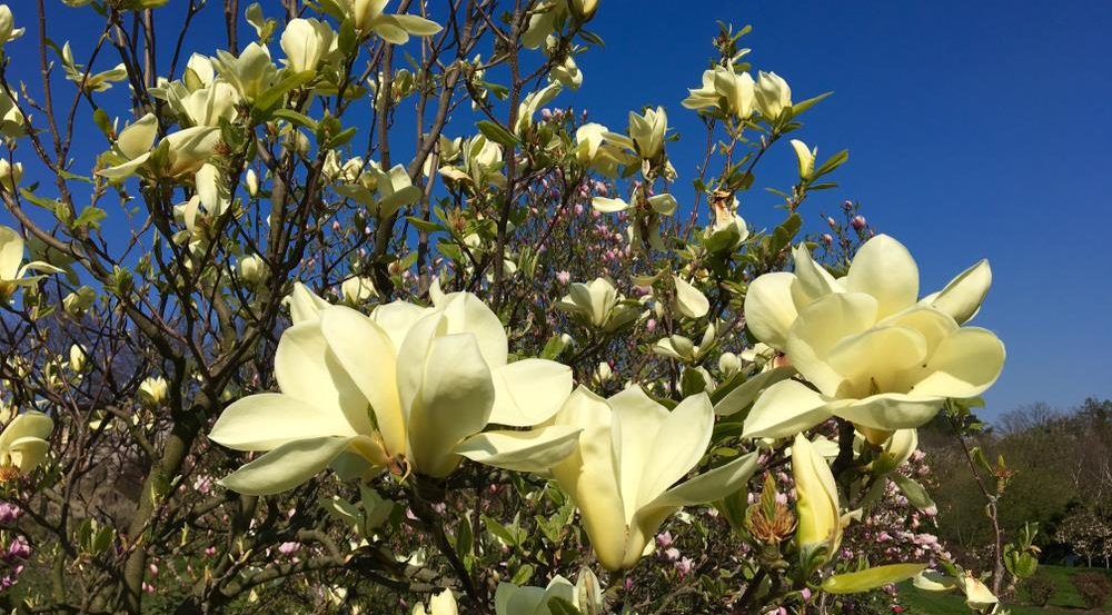 A magnolia tree with large yellow flowers, renowned as one of the plants for incredible fragrance, is in full bloom under a clear blue sky. Magnolia Butterflies