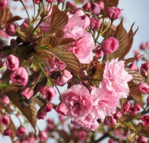 Close-up of a branch with pink cherry blossoms and buds, surrounded by green leaves against a partly cloudy sky, reminiscent of the best magnolias for early spring.