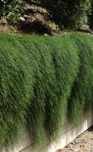 Thick, lush green foliage cascades over a raised garden bed made of light-colored material, with additional plants for incredible fragrance visible in the background. cousin it plant