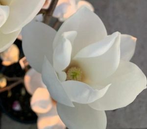 Close-up of white flowers in bloom on a plant stem, exuding incredible fragrance. The image features a "Hello Hello Plants" logo in the bottom left corner. Magnolia Yulan