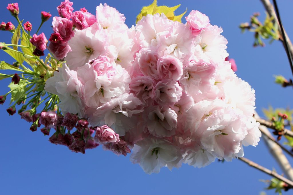 Cluster of pink and white cherry blossom flowers on a branch against a clear blue sky, reminiscent of the best magnolias for early spring.