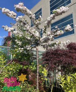 A blooming tree with white flowers, among the best magnolias for early spring, stands in a garden in front of a multistory building under a blue sky. Lush green plants and a bush with red leaves surround the tree.