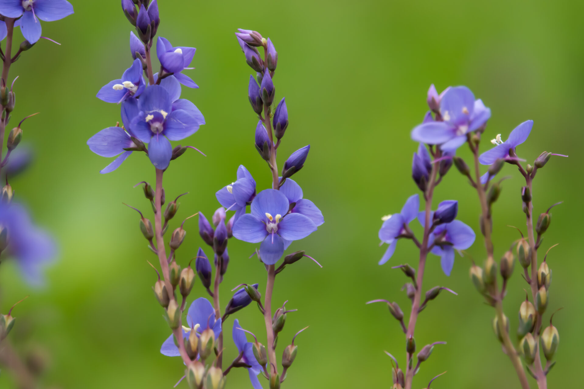 Close-up of several purple flowers with green stems and buds against a blurred green background, showcasing plants for incredible fragrance. Digger's,Speedwell,Flowers,In,Bloom,In,Springtime