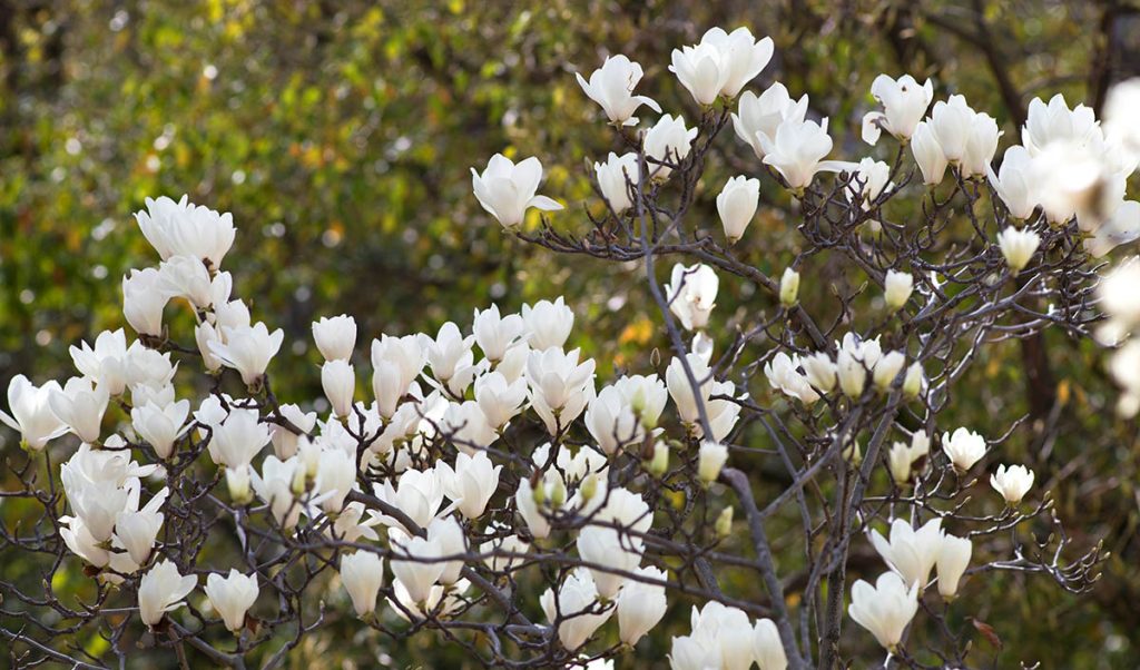 Branches of a tree with numerous blooming white magnolia flowers, renowned among plants for their incredible fragrance, against a blurred green and brown background.