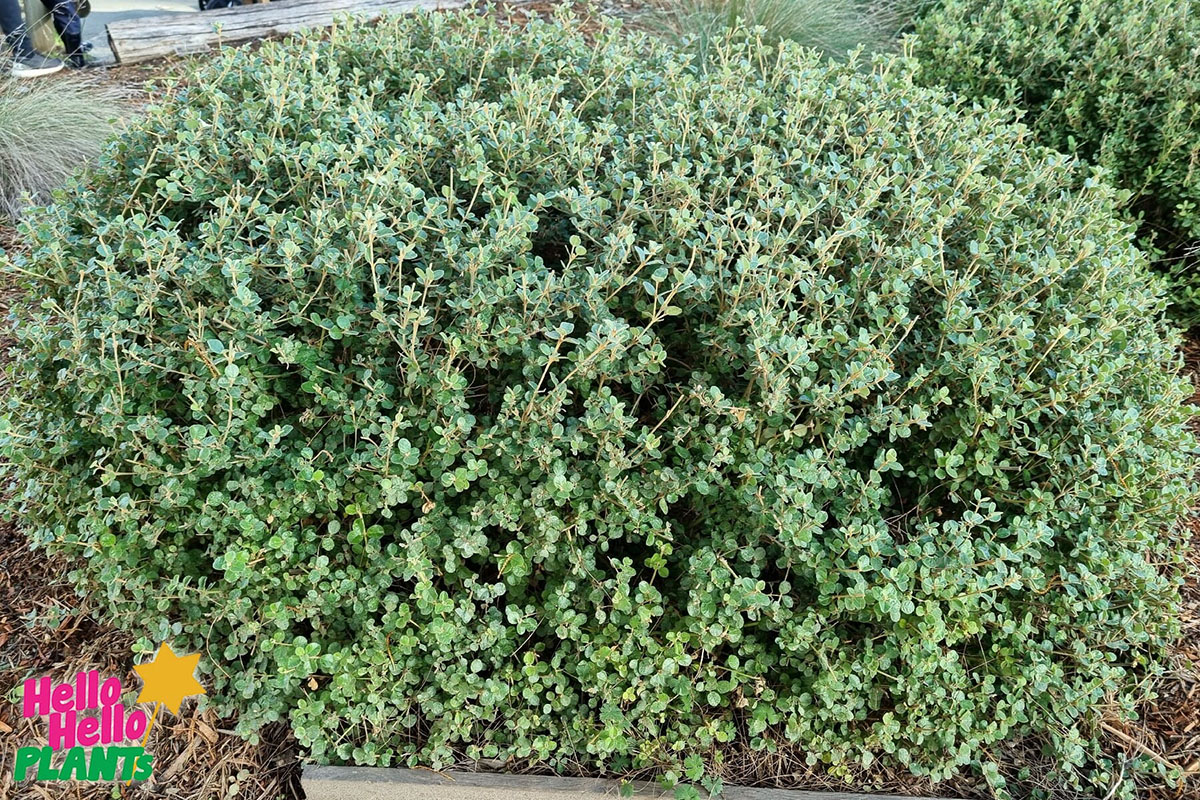 A dense bush with small green leaves, bordered by mulch and grass, exudes Plants for Incredible Fragrance. A logo in the bottom left corner reads "Hello Hello Plants. Correa alba