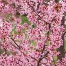 Close-up of a flowering tree branch covered in pink blossoms against a blurred green background, showcasing some of the best magnolias for early spring.