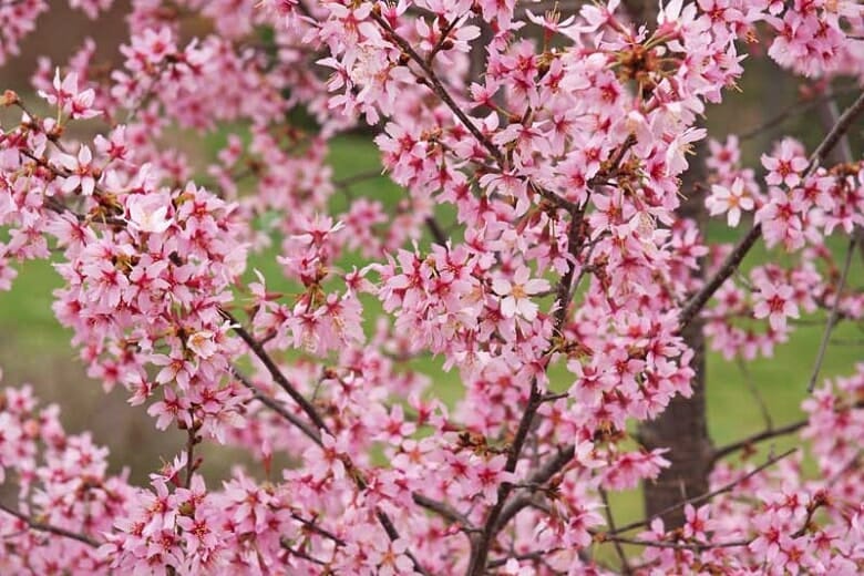 Close-up of cherry blossom branches with abundant pink flowers in full bloom against a blurred green background, reminiscent of the best magnolias for early spring.