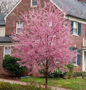 A small tree with pink blossoms, considered one of the best magnolias for early spring, stands in front of a brick house with blue shutters.