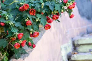 An Abutilon 'Red' (Copy), with its vibrant red flowers, thrives next to a weathered concrete wall and steps.