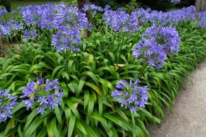 Purple flowers with lush green leaves bloom along a pathway in a garden setting, featuring Agapanthus 'Stargazer' in elegant 6" pots.