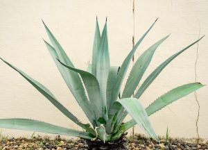 A large Agave 'Variegated Century Plant' (Copy) with thick, pointed, green leaves grows in front of a cream-colored wall. The agave is surrounded by small pebbles and stones.