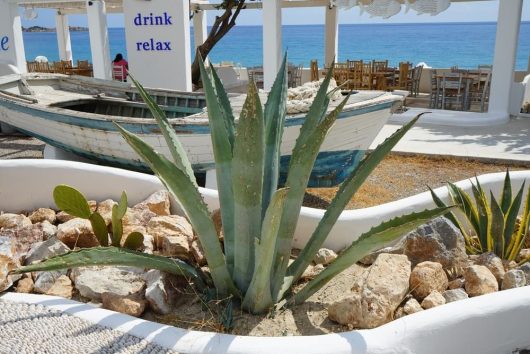 A succulent Agave 'Variegated Century Plant' in a beachside planter with a white boat in the background, accompanied by outdoor wooden furniture and a view of the blue sea.