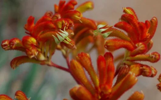 A close-up photo of vibrant orange and red kangaroo paw flowers with intricate, fuzzy textures and greenish-yellow floral parts.