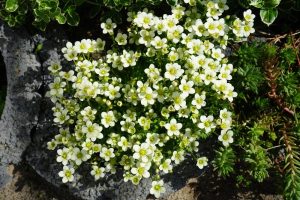 Small white flowers with yellow centers bloom densely amidst green foliage, growing on rocky ground.