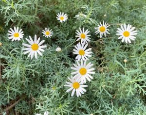 An Argyranthemum 'Single White Daisy' 6" Pot, with its white petals and yellow center, stands out among the green foliage.