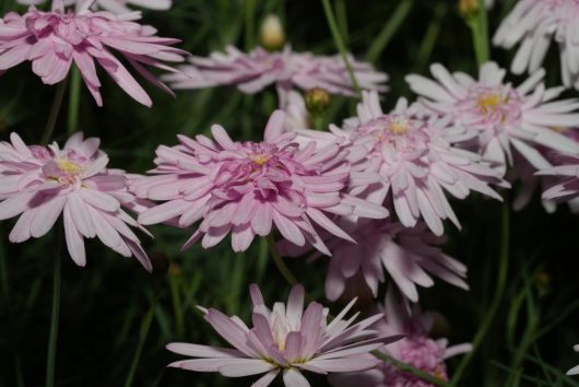 Close-up of several Argyranthemum 'Pink Posy' Marguerite Daisy 6" Pot (Copy) with elongated petals, set against a background of green foliage.