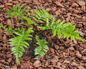 The Asplenium 'Island Beauty' in a 6" pot is flourishing, nestled in a bed of brown mulch.